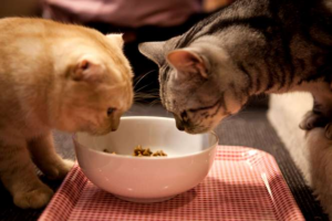 CAT FOOD PART II